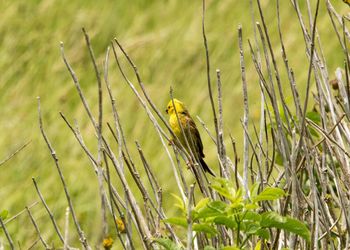 Bird perching on grass in field