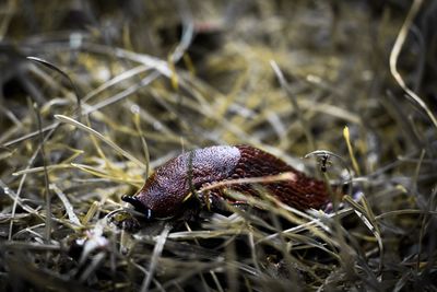 Close-up of snail on land