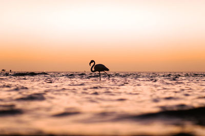 Silhouette birds on sea shore against sky during sunset