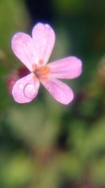 Close-up of pink flower