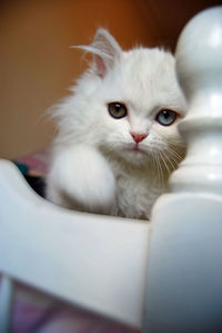 Close-up portrait of cat