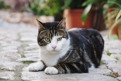 Portrait of cat relaxing outdoors