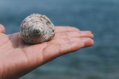 Close-up of seashell on hand