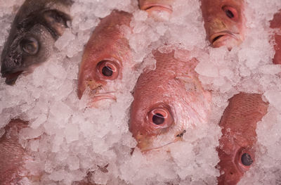 Close-up of dead fish covered with ice