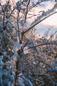 Close-up of cherry blossom tree during winter