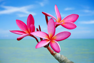 Close-up of pink flower against sea