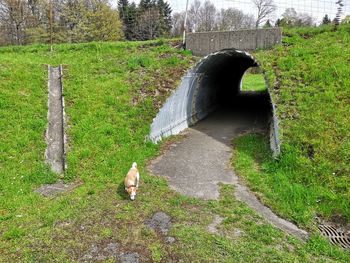 View of a dog looking away