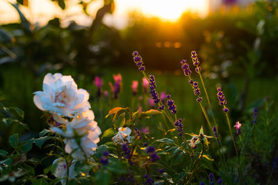 Close-up of flowers blooming in garden