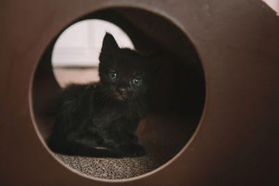 Black kitten wit blue eyes in a cat toy - 4 weeks old