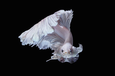Close-up of jellyfish in sea