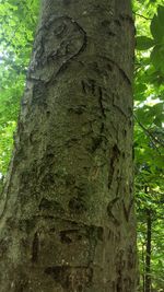 Low angle view of tree trunk in forest