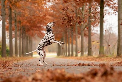 Pets, dogs, nature, professional photography