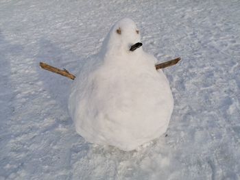 High angle view of duck in snow