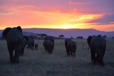 Elephant herd wandering into the sunset in the serengeti grasslands