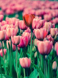 Close-up of tulips blooming outdoors