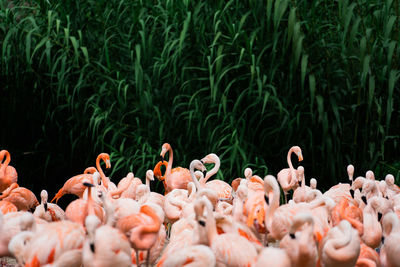 View of birds in lake