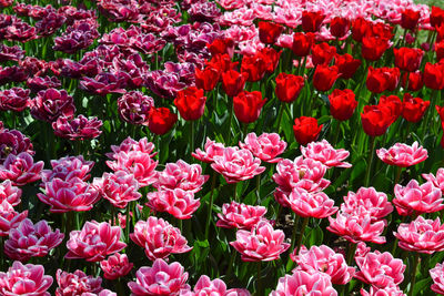 Full frame shot of pink flowering plants
