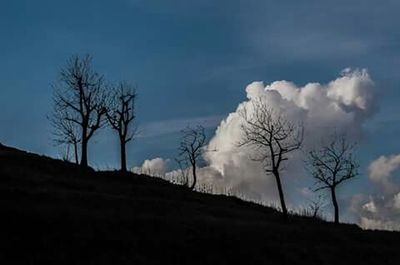 Bare trees on landscape