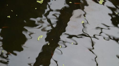 Reflection of trees in puddle