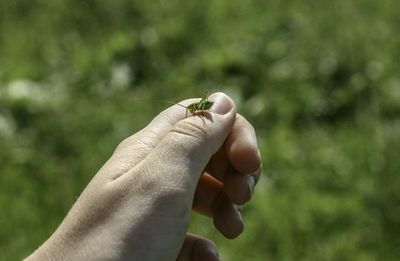 Close-up of hand holding lizard