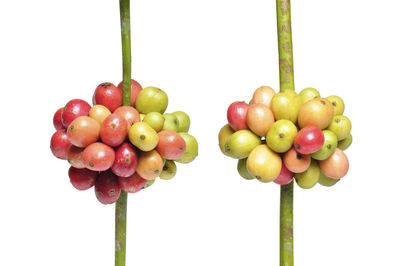 Close-up of grapes against white background