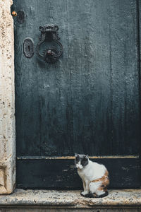 Wild cat posed in front of old wooden door with antique knocker