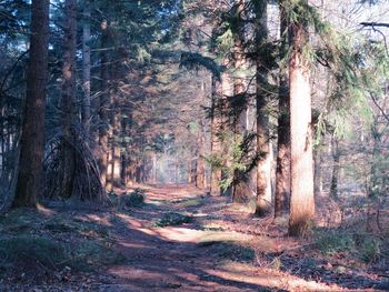 View of trees in forest