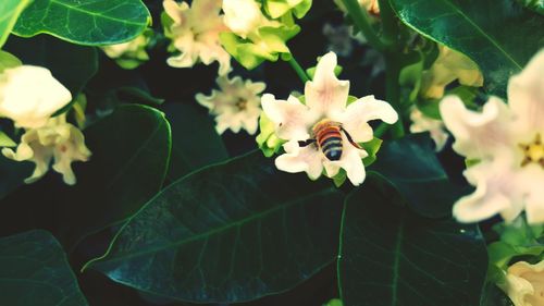 Close-up of flowers