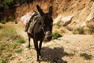 Full length of a chained donkey