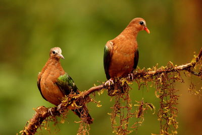 Close-up of birds perching on branch