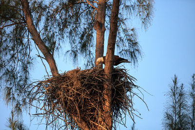 Low angle view of bird nest on tree against sky