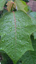 Close-up of water drops on leaf