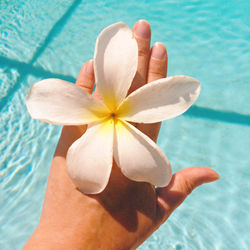 Close-up of hand holding water lily in swimming pool