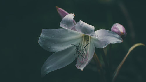 Close-up of white flowering plant