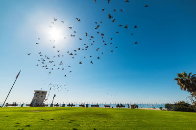 Flock of birds flying in the sky