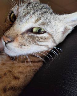 Close-up portrait of a cat