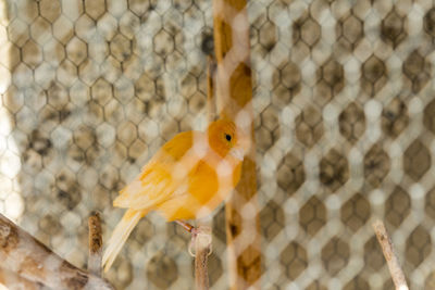 Close-up of bird perched on branch in cage