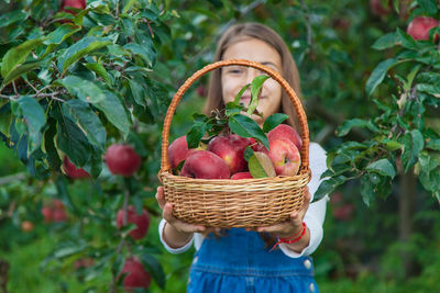Close-up of apples in basket