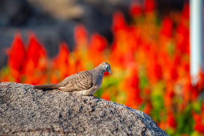 Zebra dove on a stone background in red flowers