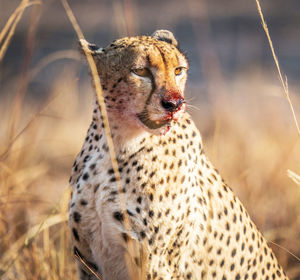 Close-up of a cat