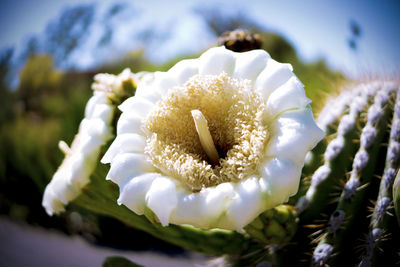 Close-up of white flowers