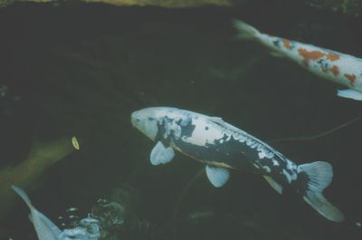 Fish underwater