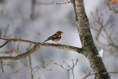 Low angle view of bird perching on branch