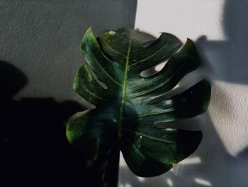 Close-up of green leaves on plant against wall