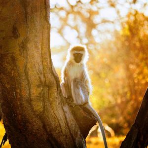 Monkey sitting on tree trunk at sunset