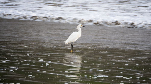 Seagull perching on a sea