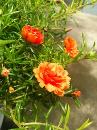 Close-up of red flowers