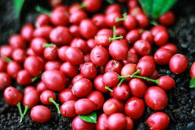 High angle view of tomatoes
