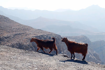 Horses in a valley