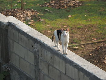 High angle portrait of cat standing on brick wall